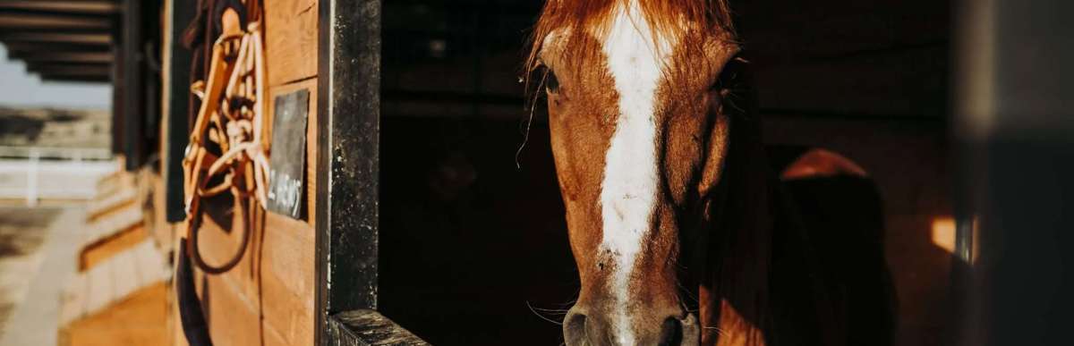 Creating a Stable Environment with Rubber Matting
