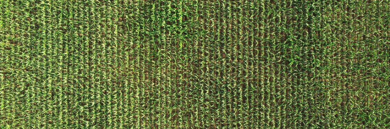 How Do I Maintain My Grass After A Mesh Installation?