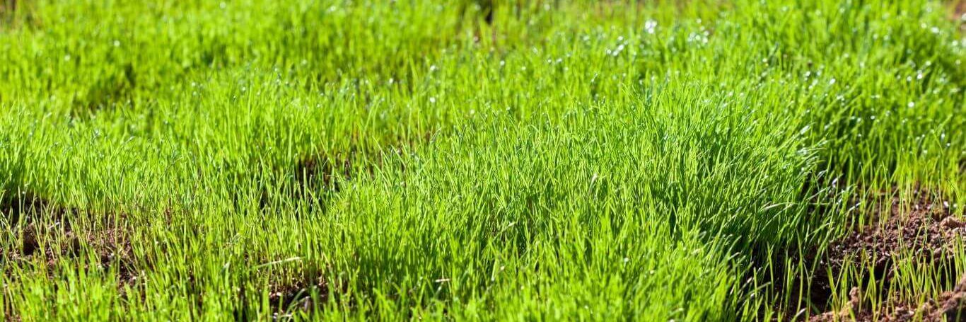 When to Lay Grass Protection Mesh
