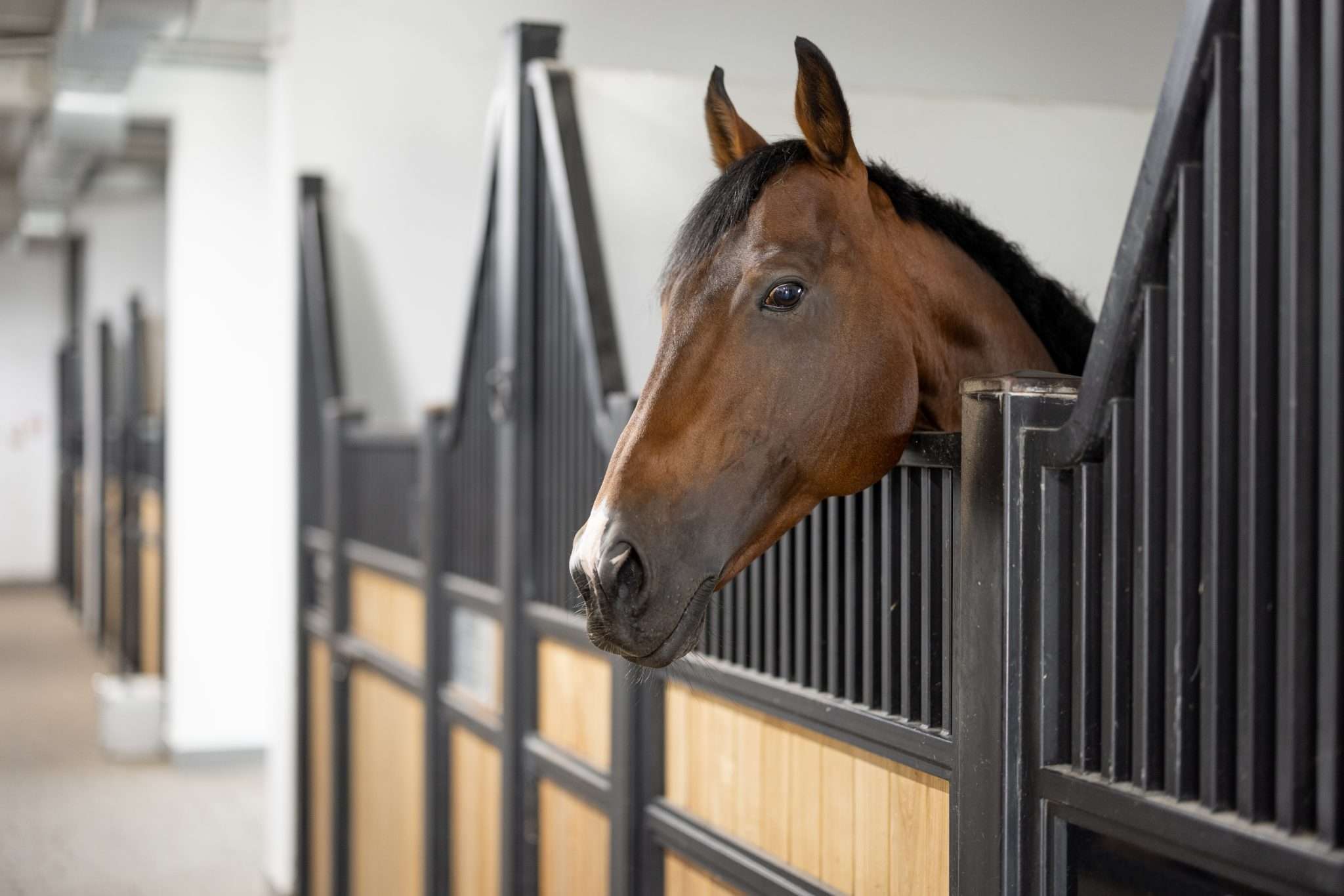 How to Clean and Maintain Rubber Mats for Stables